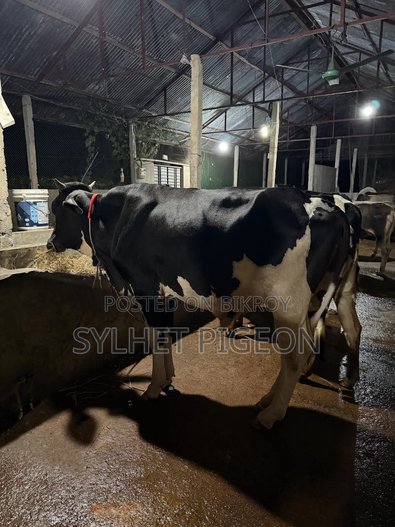 Farm Suitable Bull Calf