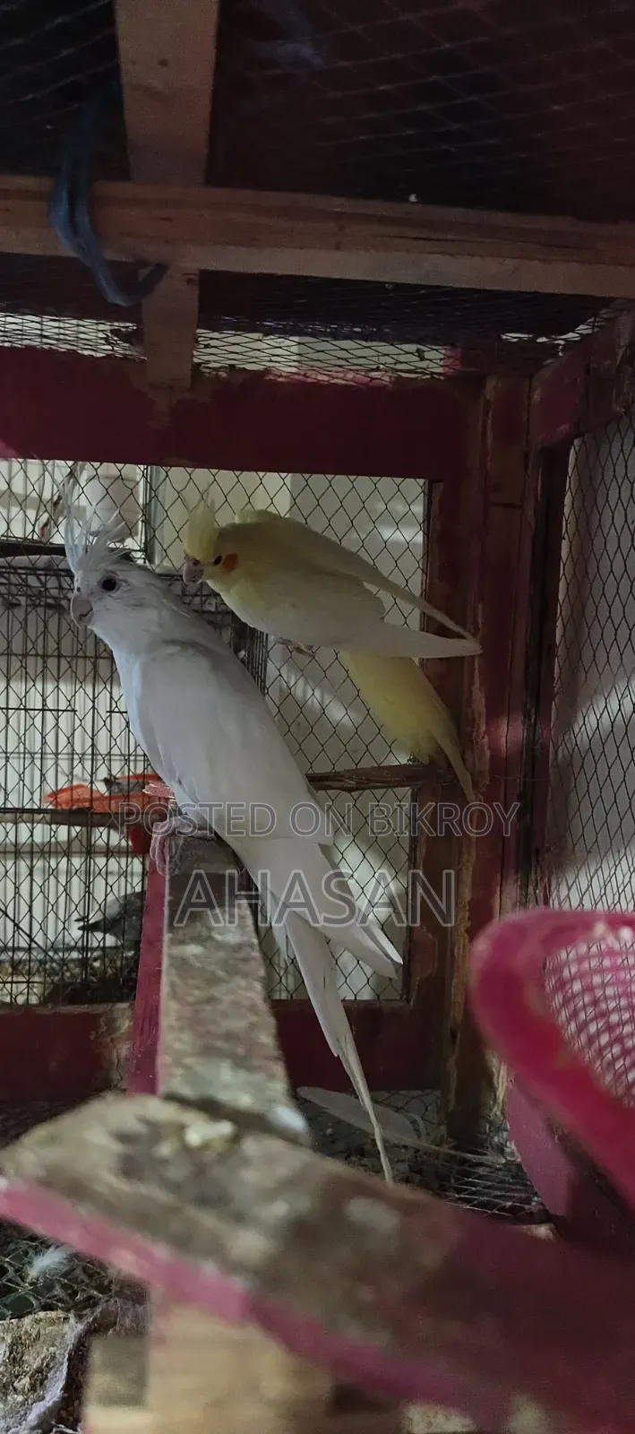 স্বল্প মূল্যে ককাটেল