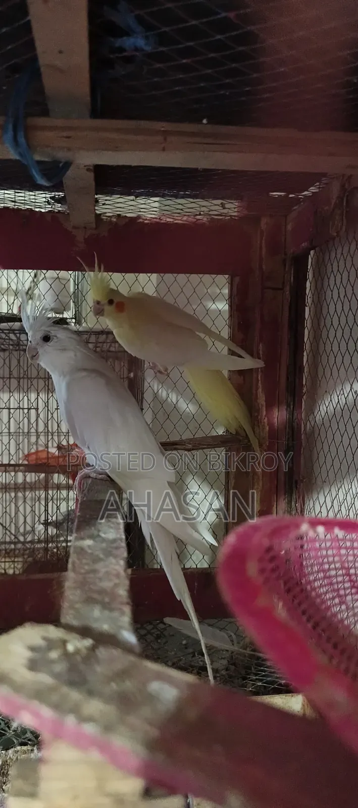 স্বল্প মূল্যে ককাটেল
