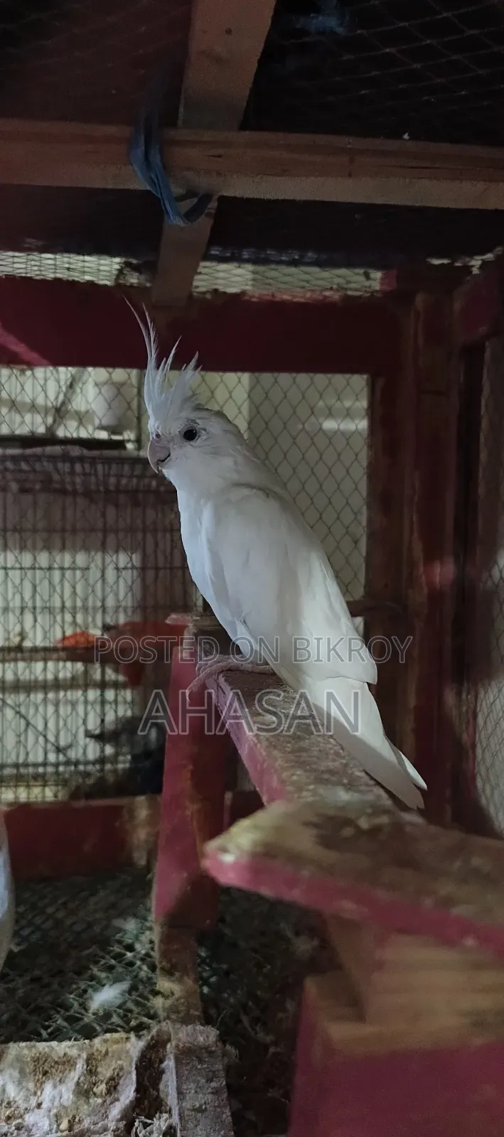 স্বল্প মূল্যে ককাটেল