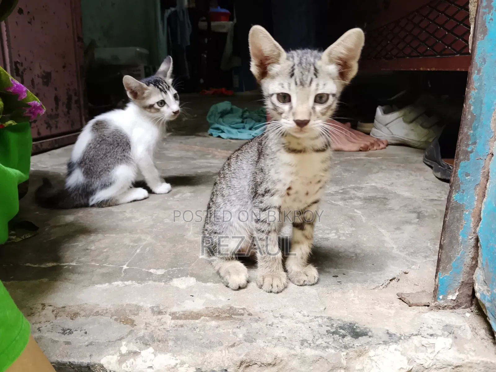 1-3 Months Male Purebred Bengal