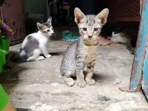1-3 Months Male Purebred Bengal