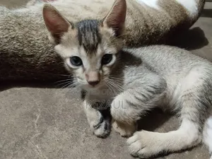 1-3 Months Male Purebred Bengal