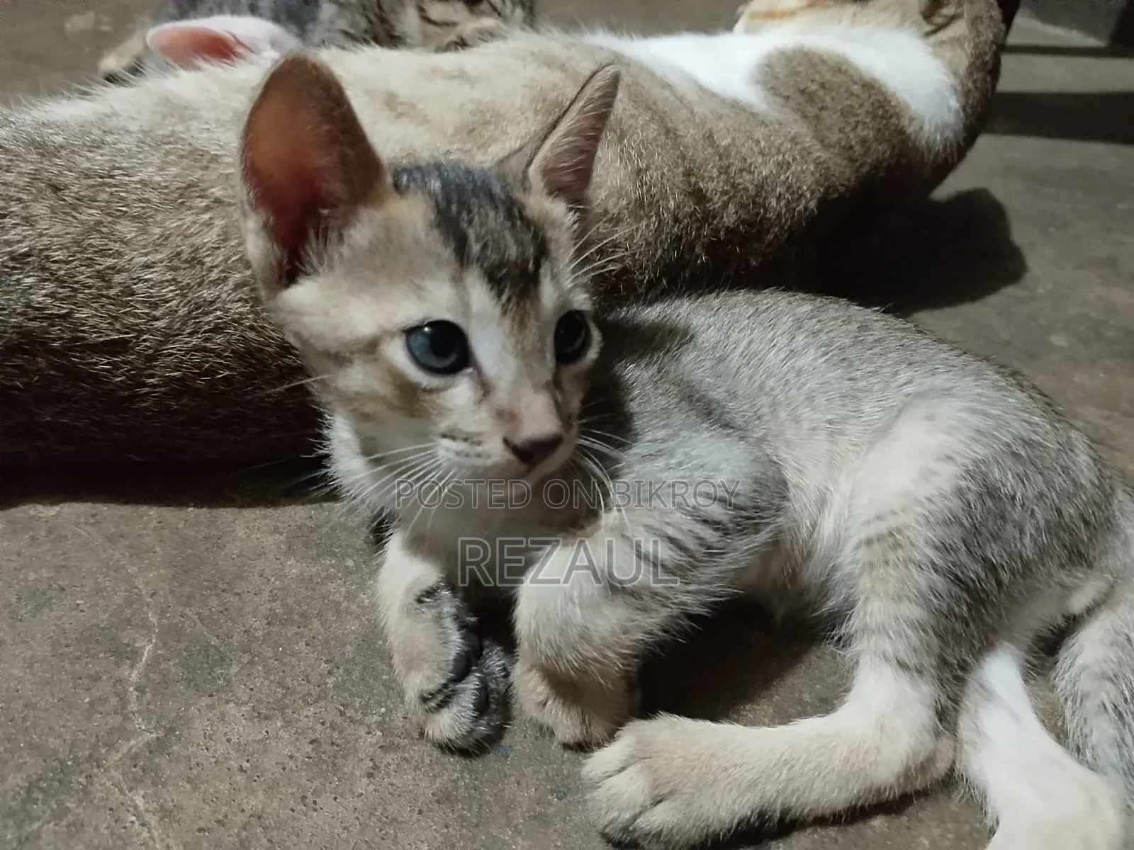 1-3 Months Male Purebred Bengal