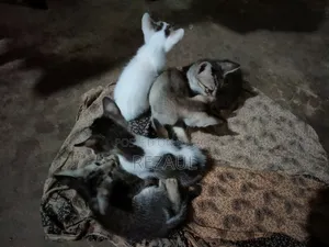 1-3 Months Male Purebred Bengal