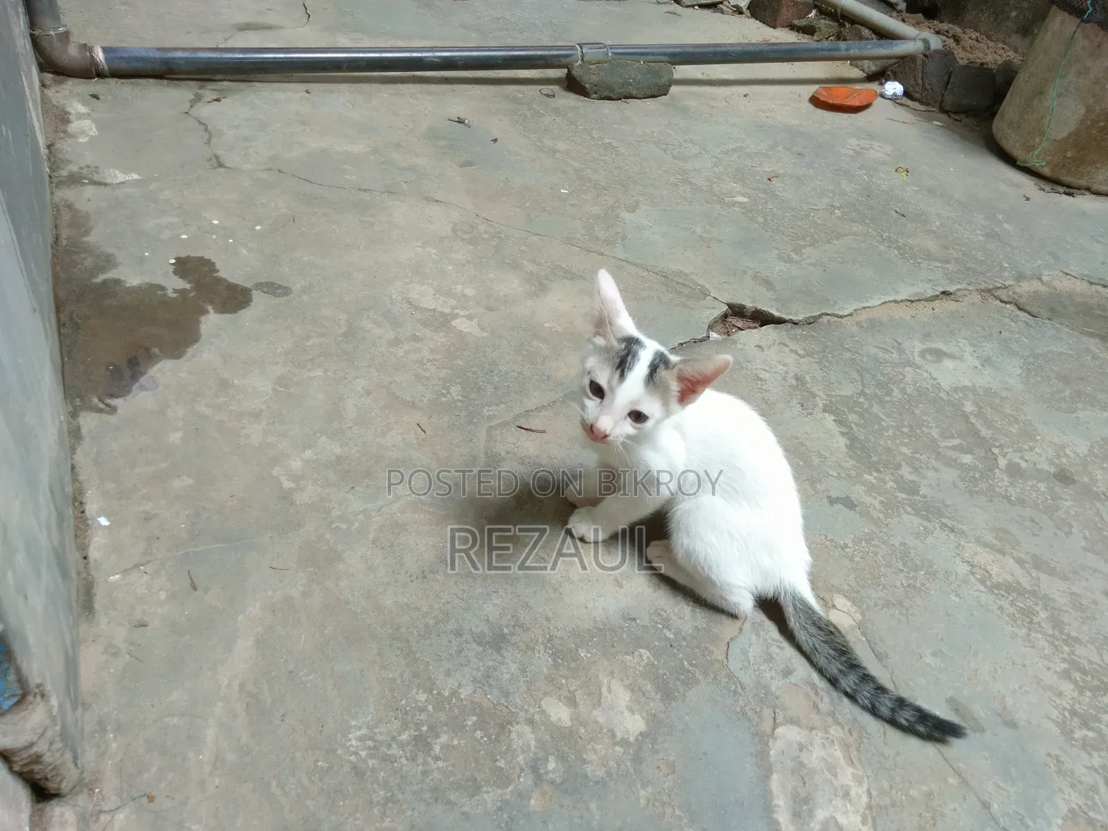 1-3 Months Male Purebred Bengal