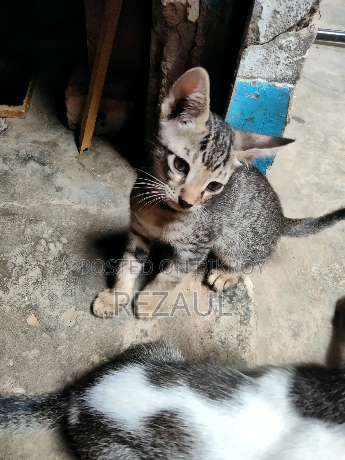 1-3 Months Male Purebred Bengal