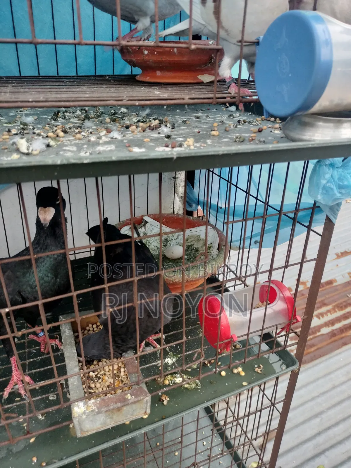 BD Homing Pigeon