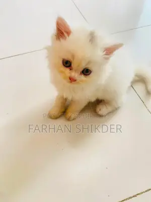 3-6 Months Male Mixed Breed Persian