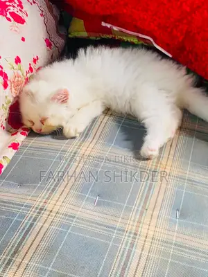 3-6 Months Male Mixed Breed Persian