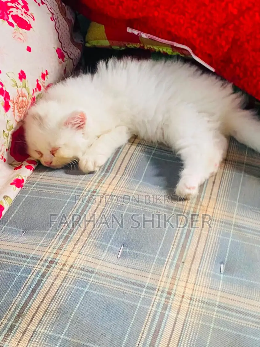 3-6 Months Male Mixed Breed Persian