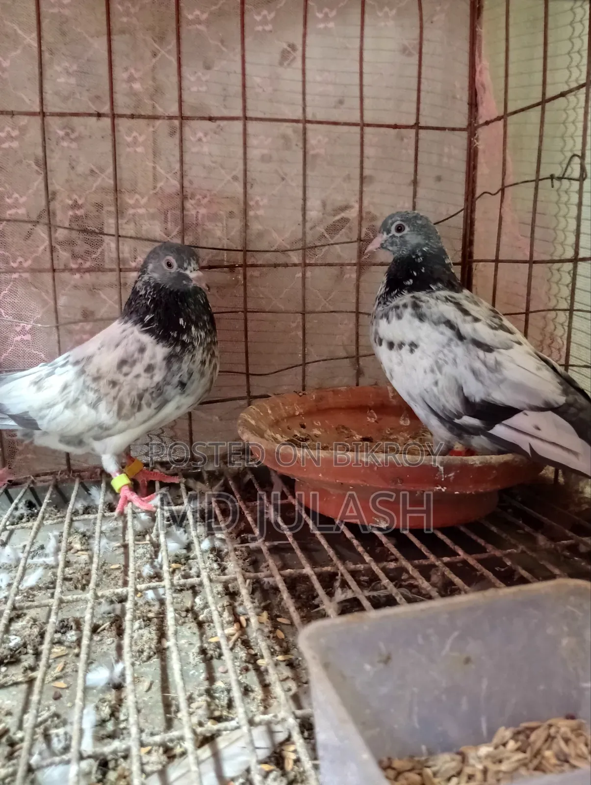 দুইটি কামাগর নর বিক্রি হবে