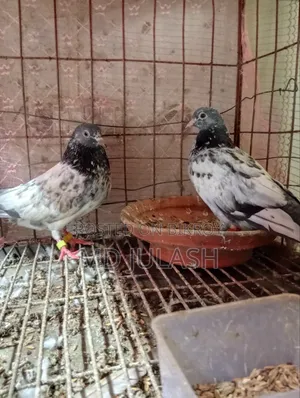 দুইটি কামাগর নর বিক্রি হবে