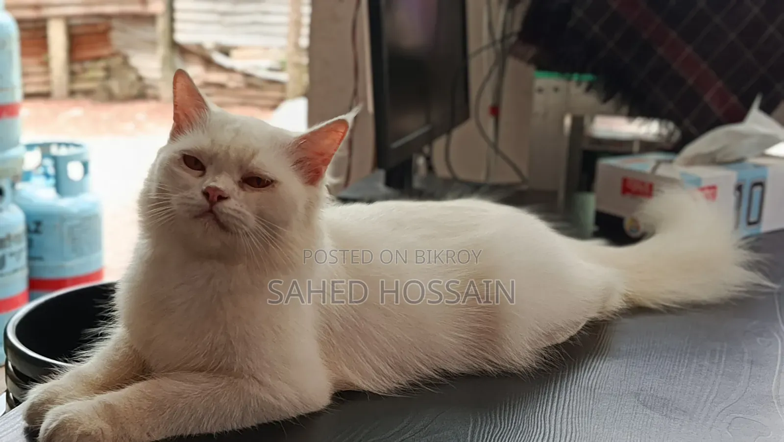 ৬-১২ মাস বয়সী স্ত্রী খাঁটি পার্সিয়ান বিড়াল