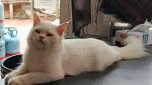 ৬-১২ মাস বয়সী স্ত্রী খাঁটি পার্সিয়ান বিড়াল