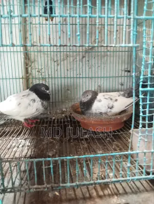 গোল্ডেন কবুতর একজোড়া রানিং