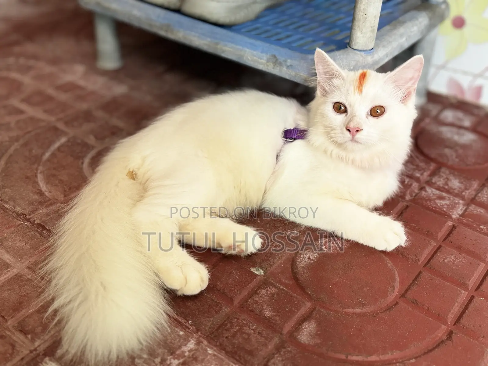 3-6 Months Male Purebred Persian