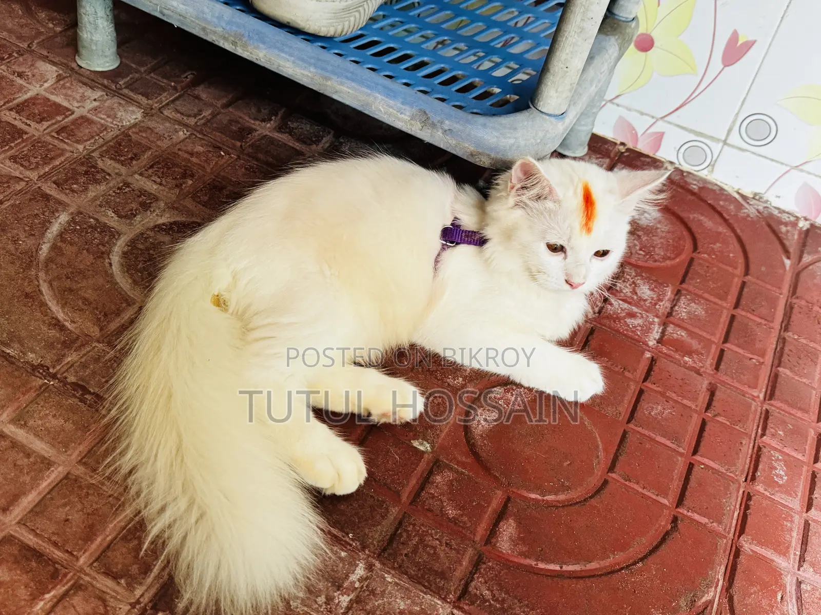 3-6 Months Male Purebred Persian