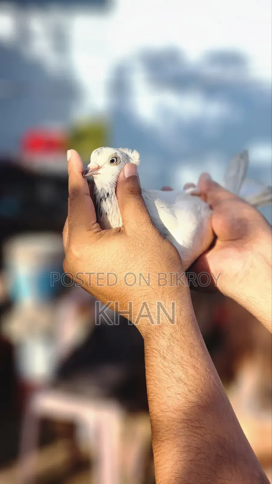 রানিং জোড়া