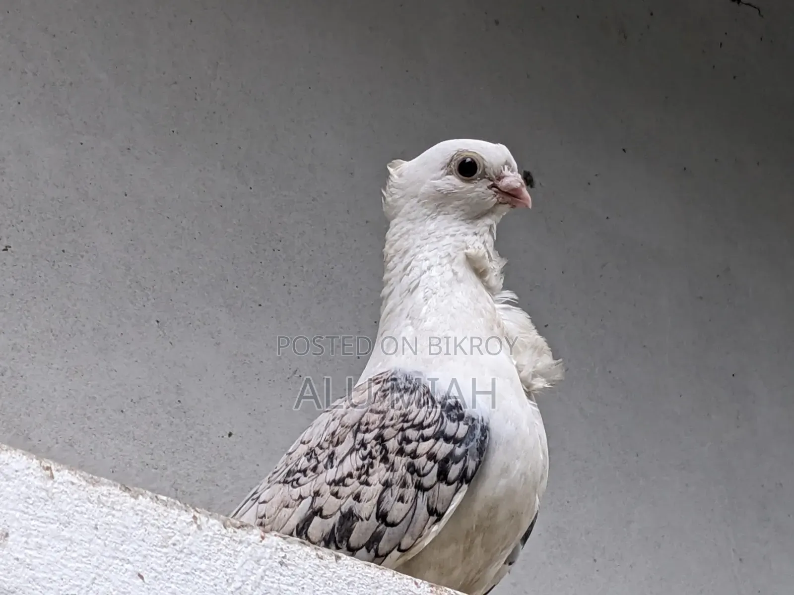 শার্টিন কবুতর(নর)