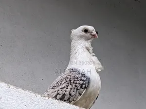 শার্টিন কবুতর(নর)