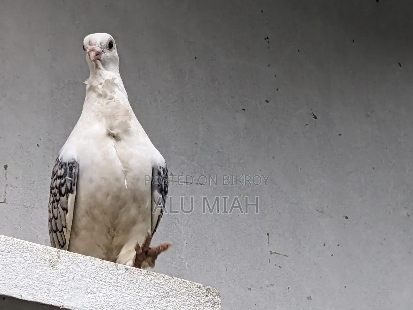 শার্টিন কবুতর(নর)