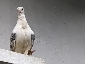 শার্টিন কবুতর(নর)