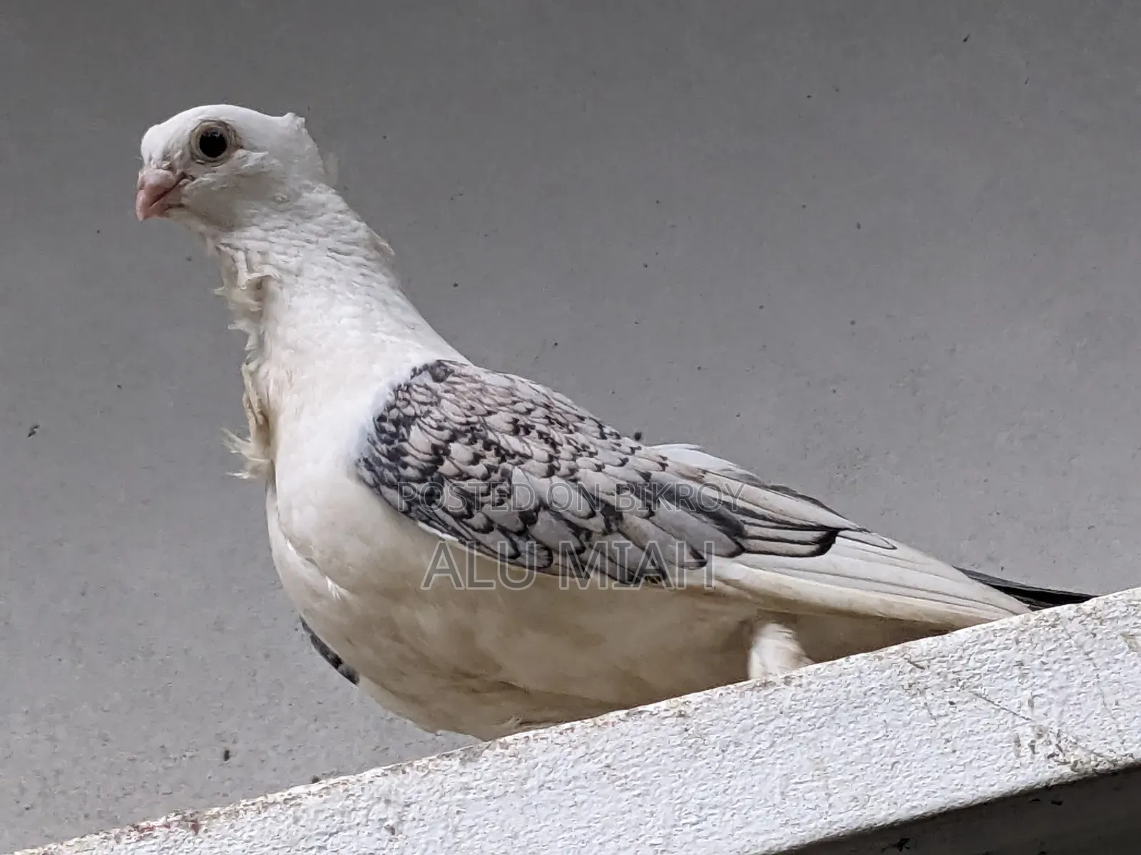 শার্টিন কবুতর(নর)