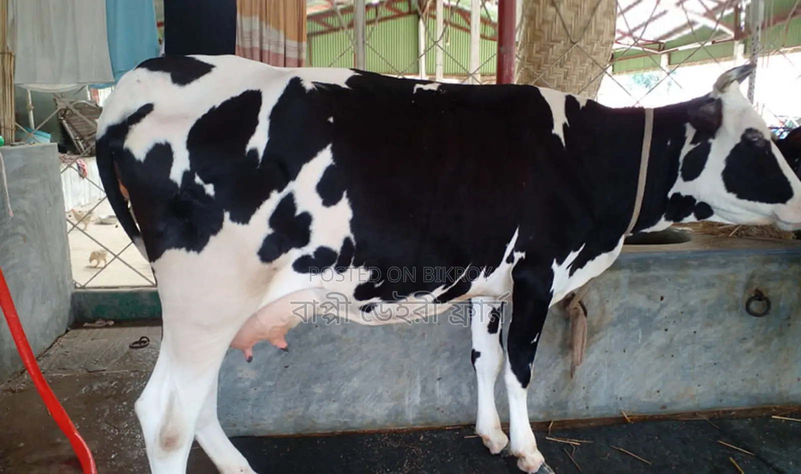 Buy good breed dairy cow no. 1511.