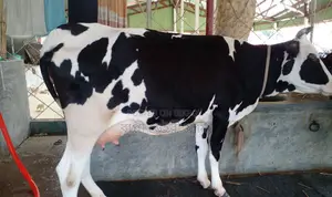 Buy good breed dairy cow no. 1511.
