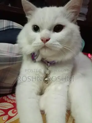 6-12 Months Male Purebred Persian