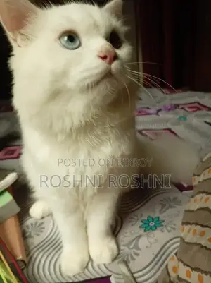 6-12 Months Male Purebred Persian