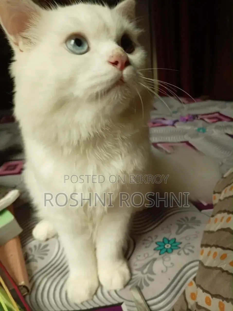 6-12 Months Male Purebred Persian