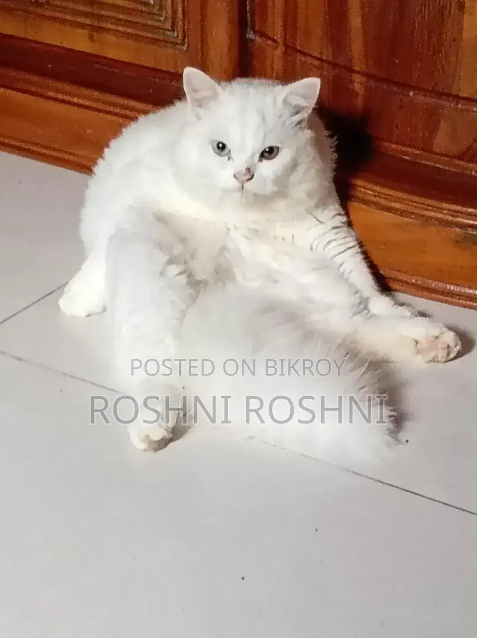 6-12 Months Male Purebred Persian
