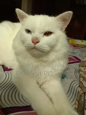 6-12 Months Male Purebred Persian