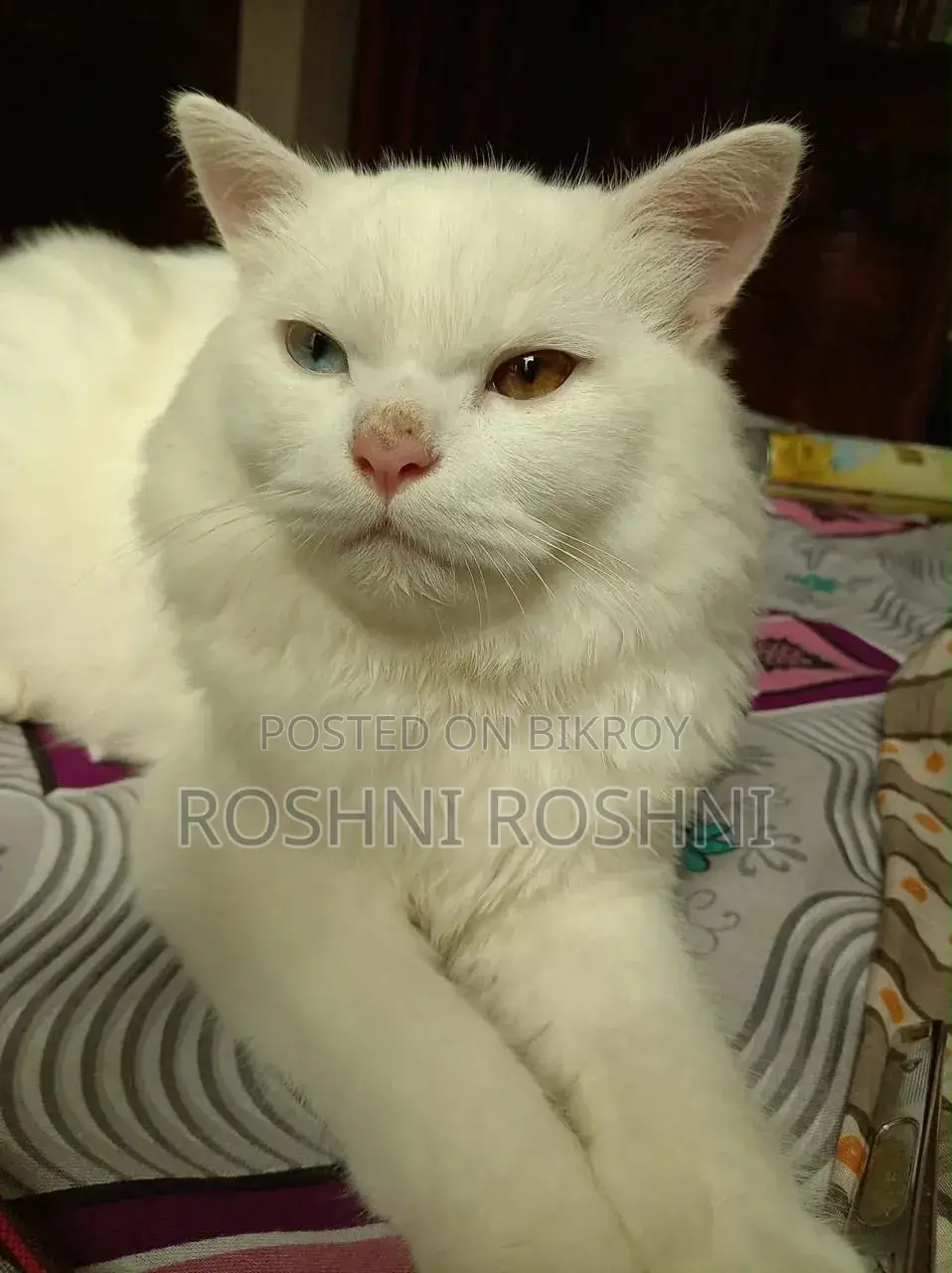 6-12 Months Male Purebred Persian
