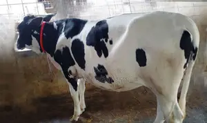 No. 1512 Heifer Calf.