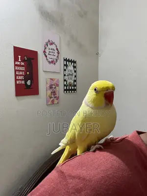 Lutino Ringneck Male Tame