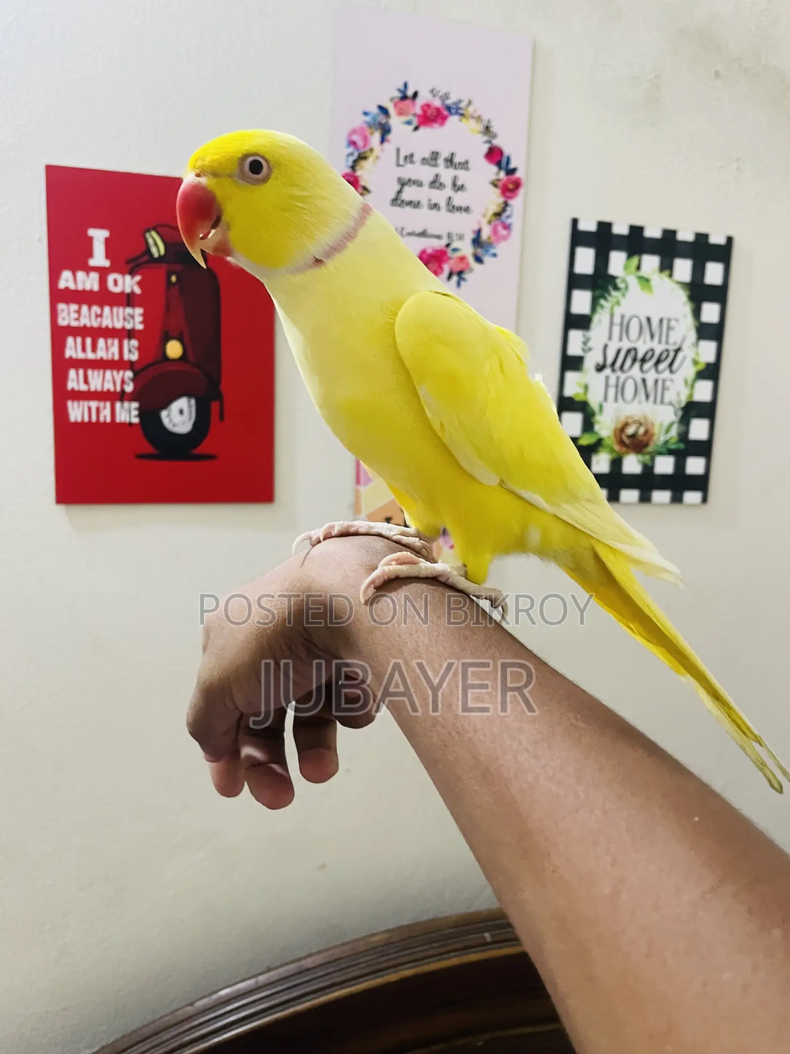 Lutino Ringneck Male Tame