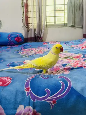 Lutino Ringneck Male Tame