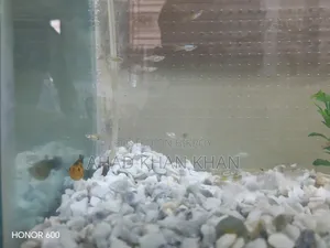 অ্যাকুরিয়াম সেল পোস্ট