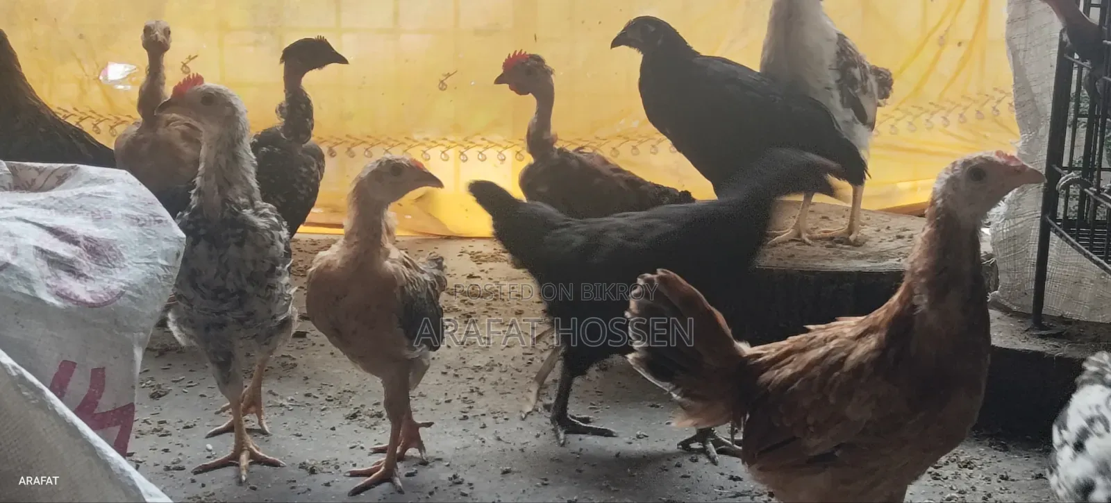 Local Rooster, Chicks.