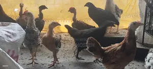 Local Rooster, Chicks.