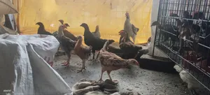 Local Rooster, Chicks.