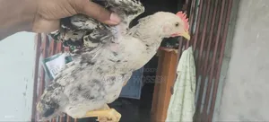 Local Rooster, Chicks.
