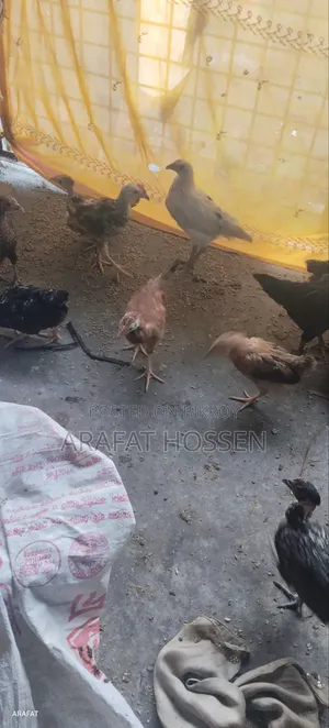 Local Rooster, Chicks.