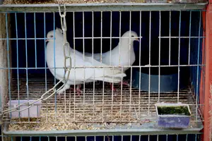 Indian Kagzi Running Pair