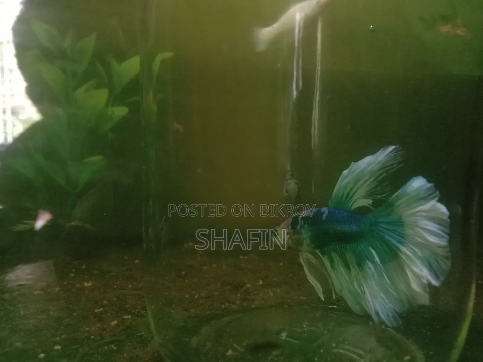 Betta Fish Blue and White