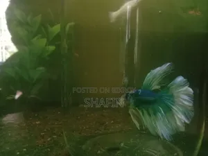 Betta Fish Blue and White