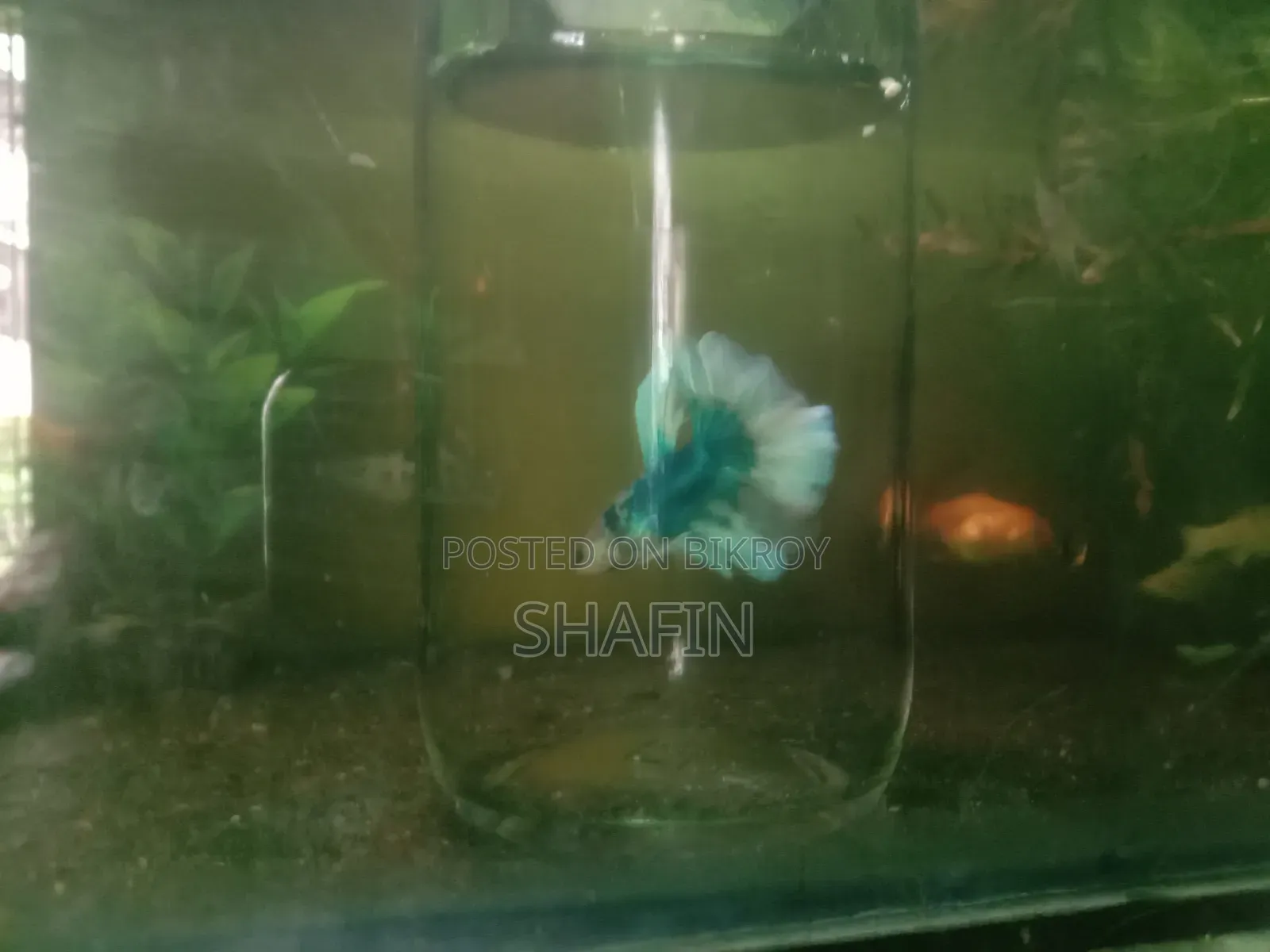 Betta Fish Blue and White